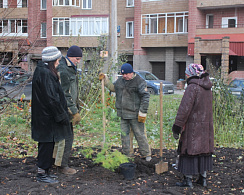 15 деревьев высадили работники МУП УИС во дворе дома по ул. Дорофеева, 3 