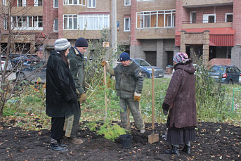 15 деревьев высадили работники МУП УИС во дворе дома по ул. Дорофеева, 3 